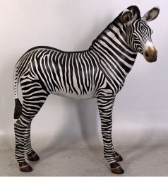 “Zuri” The Zebra